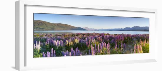 Wild Lupins, Lake Tekapo, Mackenzie Country, Canterbury, South Island, New Zealand-Doug Pearson-Framed Photographic Print