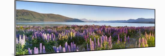 Wild Lupins, Lake Tekapo, Mackenzie Country, Canterbury, South Island, New Zealand-Doug Pearson-Mounted Photographic Print