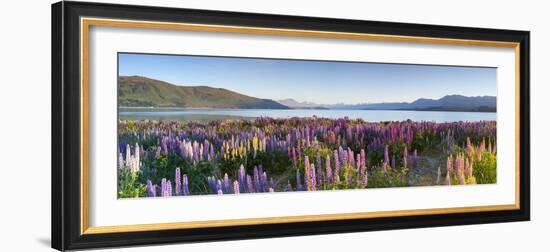 Wild Lupins, Lake Tekapo, Mackenzie Country, Canterbury, South Island, New Zealand-Doug Pearson-Framed Photographic Print