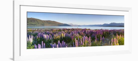 Wild Lupins, Lake Tekapo, Mackenzie Country, Canterbury, South Island, New Zealand-Doug Pearson-Framed Photographic Print