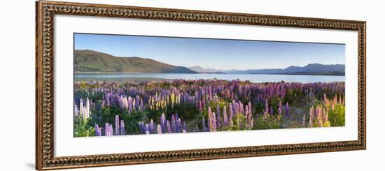 Wild Lupins, Lake Tekapo, Mackenzie Country, Canterbury, South Island, New Zealand-Doug Pearson-Framed Photographic Print