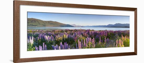 Wild Lupins, Lake Tekapo, Mackenzie Country, Canterbury, South Island, New Zealand-Doug Pearson-Framed Photographic Print