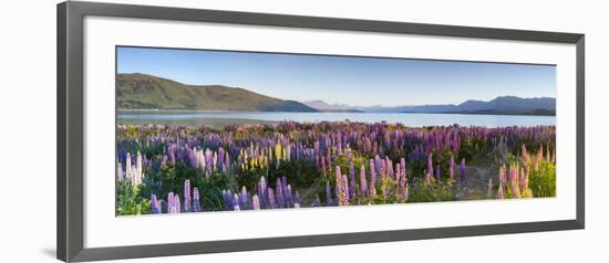 Wild Lupins, Lake Tekapo, Mackenzie Country, Canterbury, South Island, New Zealand-Doug Pearson-Framed Photographic Print