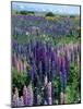 Wild Lupins, Mt. Cook National Park, New Zealand-Neale Clarke-Mounted Photographic Print