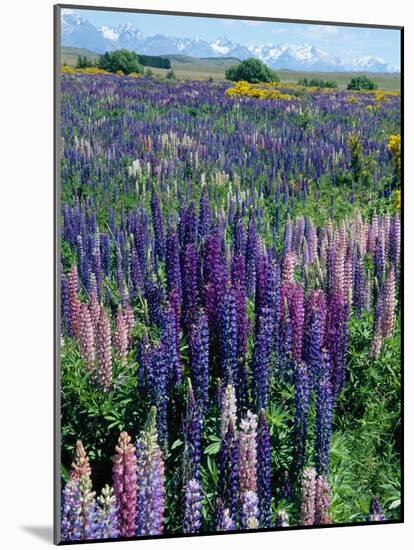 Wild Lupins, Mt. Cook National Park, New Zealand-Neale Clarke-Mounted Photographic Print