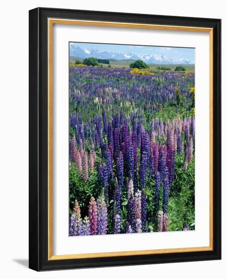 Wild Lupins, Mt. Cook National Park, New Zealand-Neale Clarke-Framed Photographic Print