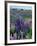 Wild Lupins, Mt. Cook National Park, New Zealand-Neale Clarke-Framed Photographic Print