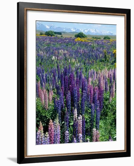 Wild Lupins, Mt. Cook National Park, New Zealand-Neale Clarke-Framed Photographic Print