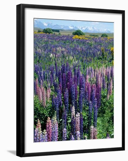 Wild Lupins, Mt. Cook National Park, New Zealand-Neale Clarke-Framed Photographic Print