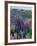 Wild Lupins, Mt. Cook National Park, New Zealand-Neale Clarke-Framed Photographic Print