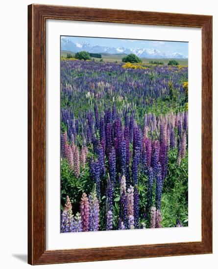 Wild Lupins, Mt. Cook National Park, New Zealand-Neale Clarke-Framed Photographic Print