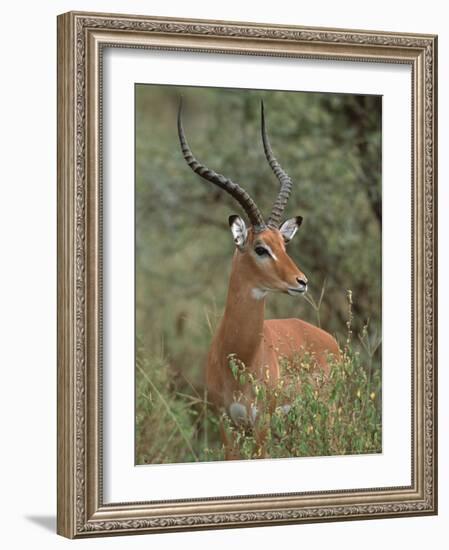 Wild Male Impala, Tanzania-Dee Ann Pederson-Framed Photographic Print