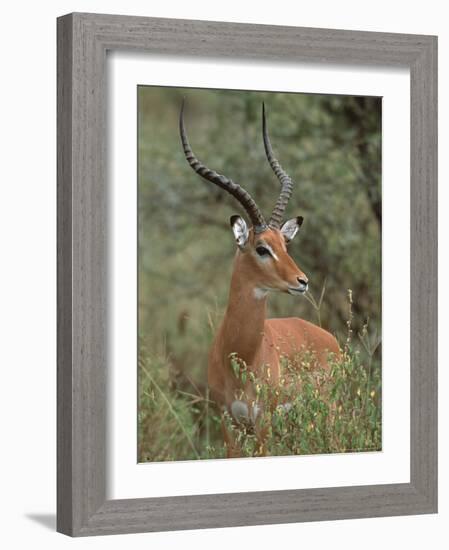 Wild Male Impala, Tanzania-Dee Ann Pederson-Framed Photographic Print