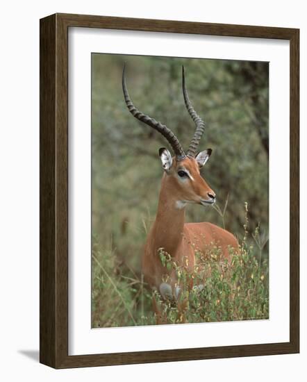 Wild Male Impala, Tanzania-Dee Ann Pederson-Framed Photographic Print