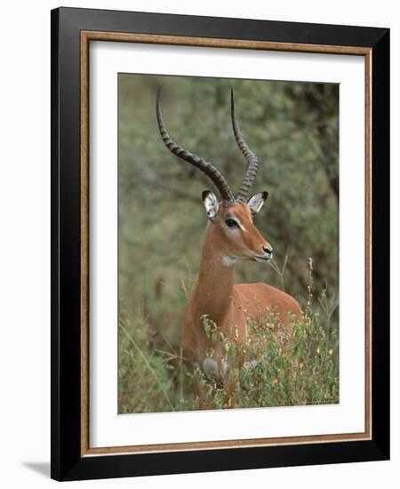 Wild Male Impala, Tanzania-Dee Ann Pederson-Framed Photographic Print