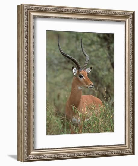 Wild Male Impala, Tanzania-Dee Ann Pederson-Framed Photographic Print