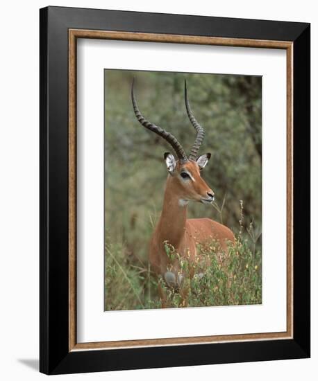 Wild Male Impala, Tanzania-Dee Ann Pederson-Framed Photographic Print