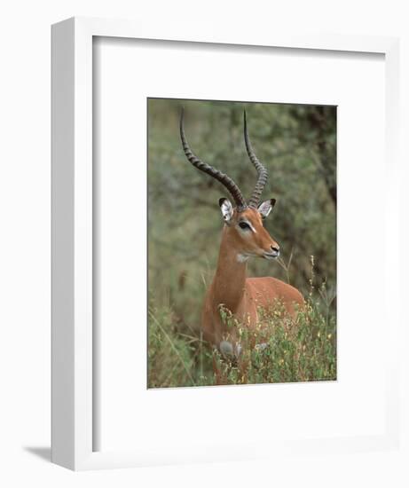 Wild Male Impala, Tanzania-Dee Ann Pederson-Framed Photographic Print