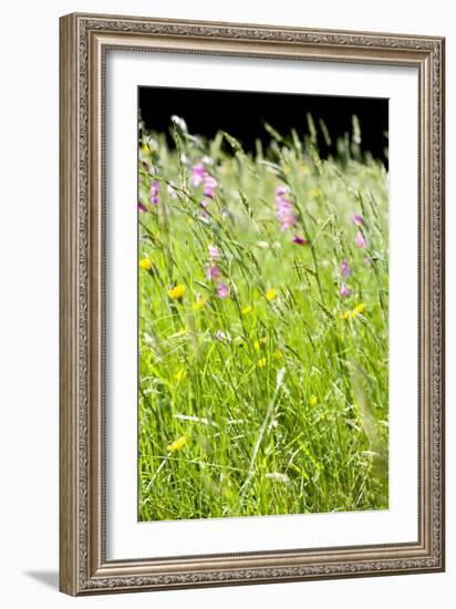 Wild Meadow Flowers And Grasses-Jon Stokes-Framed Photographic Print