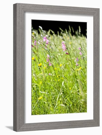 Wild Meadow Flowers And Grasses-Jon Stokes-Framed Photographic Print