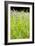 Wild Meadow Flowers And Grasses-Jon Stokes-Framed Photographic Print