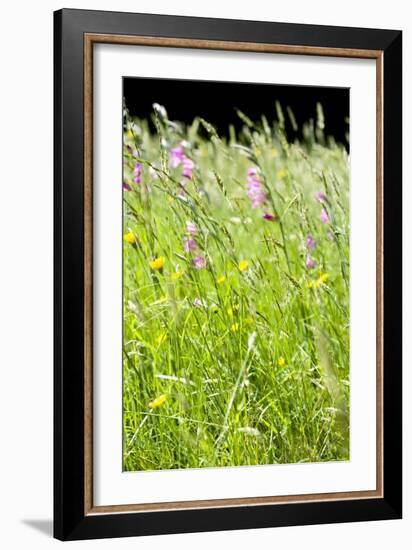 Wild Meadow Flowers And Grasses-Jon Stokes-Framed Photographic Print