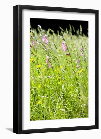 Wild Meadow Flowers And Grasses-Jon Stokes-Framed Photographic Print