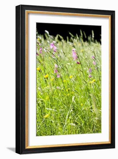 Wild Meadow Flowers And Grasses-Jon Stokes-Framed Photographic Print