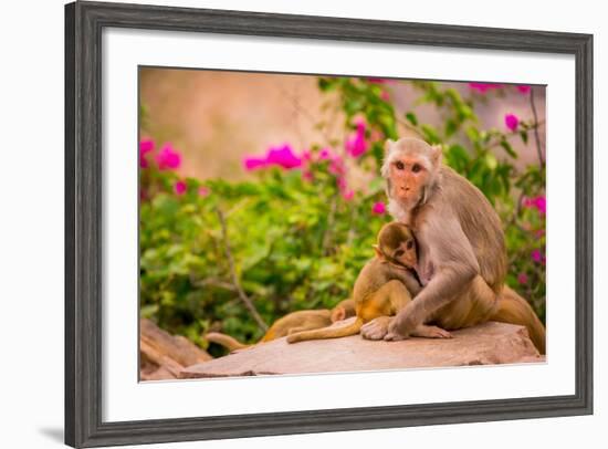 Wild Monkeys, Jaipur, Rajasthan, India, Asia-Laura Grier-Framed Photographic Print