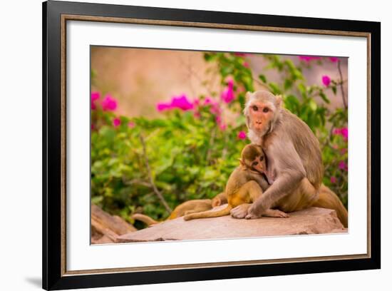 Wild Monkeys, Jaipur, Rajasthan, India, Asia-Laura Grier-Framed Photographic Print