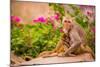 Wild Monkeys, Jaipur, Rajasthan, India, Asia-Laura Grier-Mounted Photographic Print