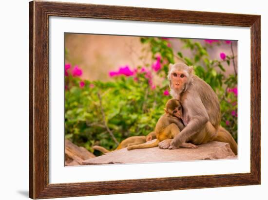 Wild Monkeys, Jaipur, Rajasthan, India, Asia-Laura Grier-Framed Photographic Print