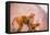 Wild Monkeys, Jaipur, Rajasthan, India, Asia-Laura Grier-Framed Premier Image Canvas