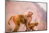 Wild Monkeys, Jaipur, Rajasthan, India, Asia-Laura Grier-Mounted Photographic Print