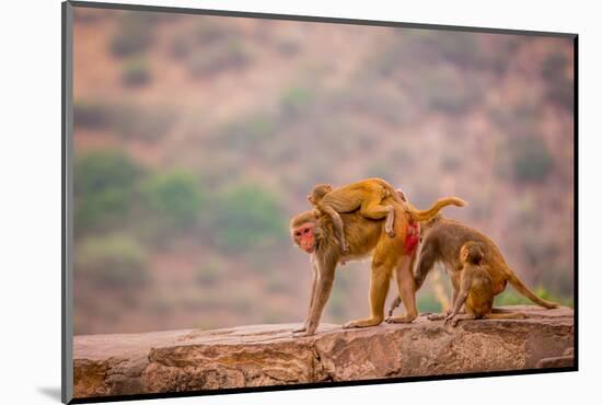 Wild Monkeys, Jaipur, Rajasthan, India, Asia-Laura Grier-Mounted Photographic Print