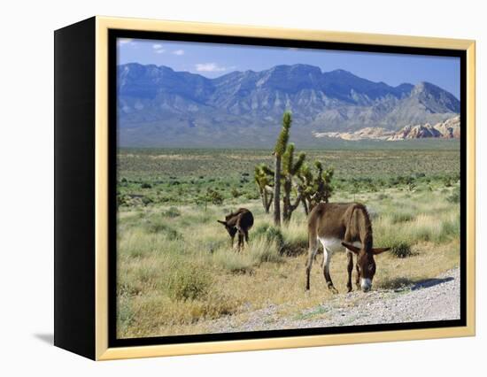 Wild Mules, the Spring Mountains, Nevada, USA-Fraser Hall-Framed Premier Image Canvas