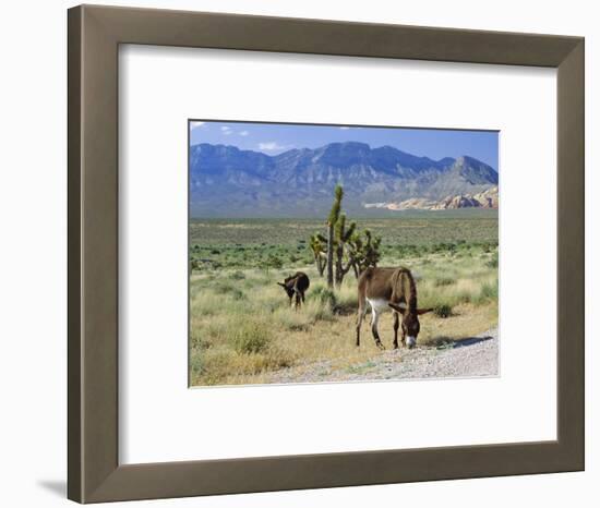 Wild Mules, the Spring Mountains, Nevada, USA-Fraser Hall-Framed Photographic Print