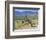 Wild Mules, the Spring Mountains, Nevada, USA-Fraser Hall-Framed Photographic Print