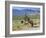 Wild Mules, the Spring Mountains, Nevada, USA-Fraser Hall-Framed Photographic Print