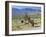 Wild Mules, the Spring Mountains, Nevada, USA-Fraser Hall-Framed Photographic Print