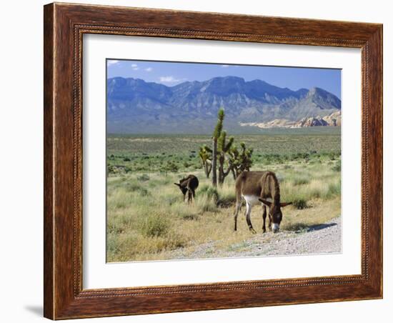 Wild Mules, the Spring Mountains, Nevada, USA-Fraser Hall-Framed Photographic Print