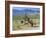 Wild Mules, the Spring Mountains, Nevada, USA-Fraser Hall-Framed Photographic Print