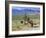 Wild Mules, the Spring Mountains, Nevada, USA-Fraser Hall-Framed Photographic Print