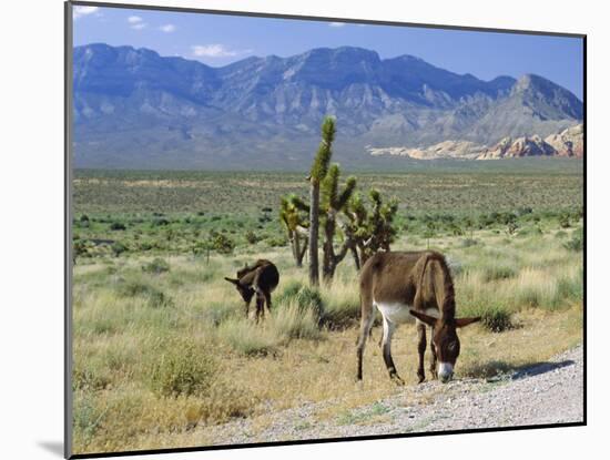 Wild Mules, the Spring Mountains, Nevada, USA-Fraser Hall-Mounted Photographic Print
