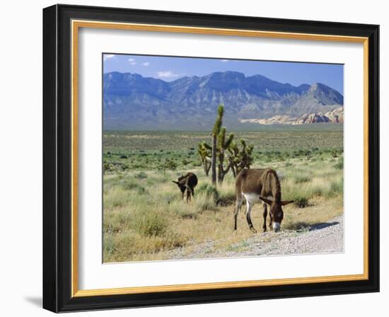 Wild Mules, the Spring Mountains, Nevada, USA-Fraser Hall-Framed Photographic Print