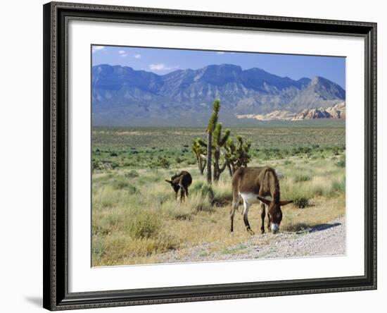Wild Mules, the Spring Mountains, Nevada, USA-Fraser Hall-Framed Photographic Print