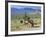 Wild Mules, the Spring Mountains, Nevada, USA-Fraser Hall-Framed Photographic Print