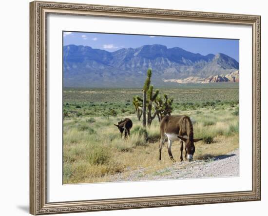 Wild Mules, the Spring Mountains, Nevada, USA-Fraser Hall-Framed Photographic Print