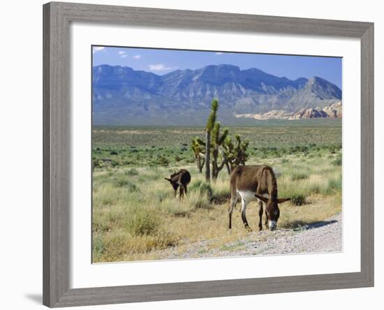 Wild Mules, the Spring Mountains, Nevada, USA-Fraser Hall-Framed Photographic Print