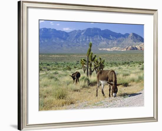 Wild Mules, the Spring Mountains, Nevada, USA-Fraser Hall-Framed Photographic Print